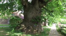 010-England-alter-Baum