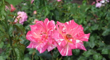 011-Kanada-Vancouver-Island-Butchart-Gardens-5