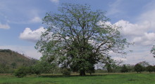 012-Costa-Rica-Baum-1