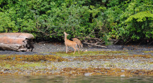014-Kanada-Vanvouver-Island-Rehe-1