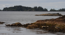 016-Kanada-Vancouver-Island-Robben-1