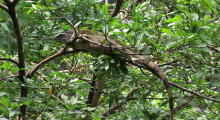 019-Costa-Rica-Echse-4