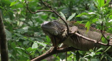 020-Costa-Rica-Echse-5