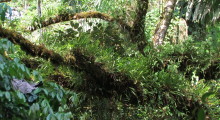022-Costa-Rica-Dschungel-4