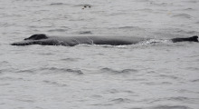 022-Kanada-Vancouver-Island-Walbeobachtung-2