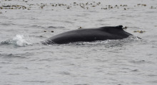 023-Kanada-Vancouver-Island-Walbeobachtung-3