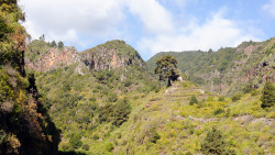023-La Palma-Bergwald-1
