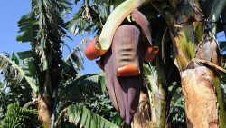 024-La Palma-Bannane