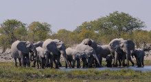 024-Namibia-Etoscha-Elefantenherde