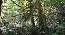 026-Kanada-Vanvouver-Island-Pacific-Rim-2