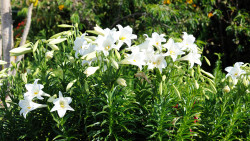 029b-La Palma-Lilien-1