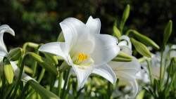 030-La Palma-Lilien-2