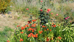 031-La Palma-Blumen