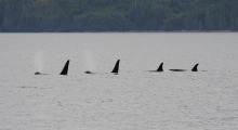 032-Kanada-Vancouver-Island-Orcas-2