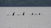 033-Kanada-Vancouver-Island-Orcas-3