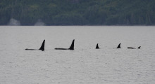 035-Kanada-Vancouver-Island-Orcas-5