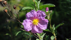 040-La Palma-Zistrose