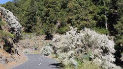 041-La Palma-weißer-Ginster-1