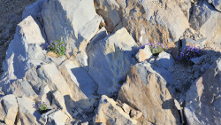 045-La Palma-Veilchen-1