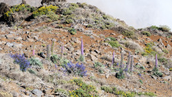 052-La Palma-Tajinasten-1