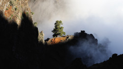 054-La Palma-Kiefer-2