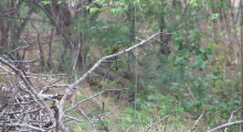 055-Costa-Rica-Vogel-2