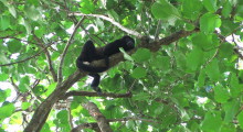 056-Costa-Rica-Bruellaffe