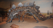065-Kanada-Alberta-Saurier-1