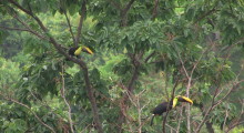 066-Costa-Rica-Tucan-2