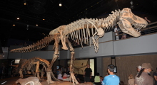 068-Kanada-Alberta-Saurier-4