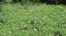 079-Kanada-Wildblumen