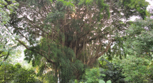 107-Singapur-Botanischer-Garten-1