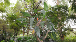 108-Singapur-Botanischer-Garten-2