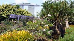 109-Singapur-Gardens-by-the-Bay-2