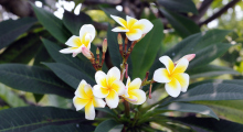 110-Singapur-Blumen-1