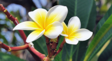 111-Singapur-Blumen-2