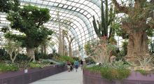 114-Singapur-Gardens-by-the-Bay-5