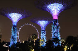 147-Singapur-Supertree-Grove-Nacht-4