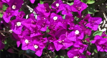 IMG_0600