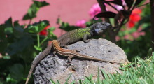 IMG_0602